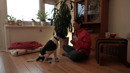 Hunde Clickertraining :"Wie starte ich" ?