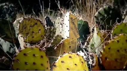 InstaBLADE Credit Card Knife by Survival Life