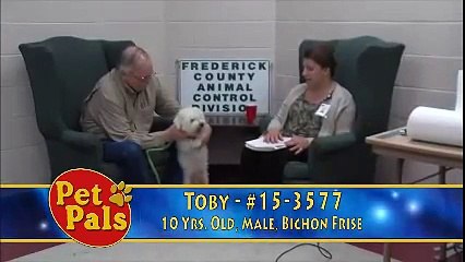 Meet TOBY a Bichon Frise currently available for adoption at Petango.com! 5/4/2015 4:46:54 PM