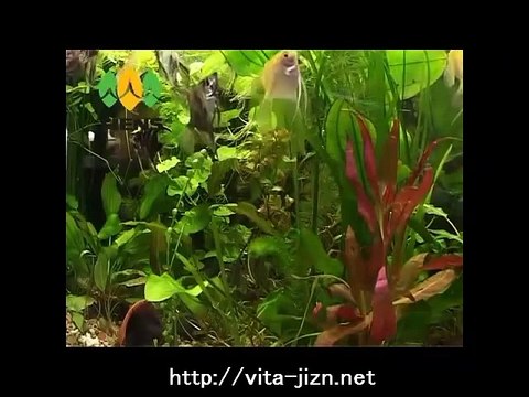 Озонирование воды Озонатор Тяньши Озонированная вода