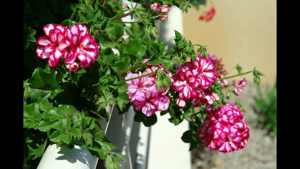 Joyeux anniversaire Christian ,c'est ton village le jardin que l'on recherchait !! merci