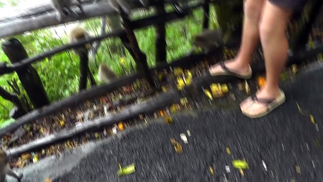 БАЛИ - СЕМЕЙСТВО ОБЕЗЬЯН