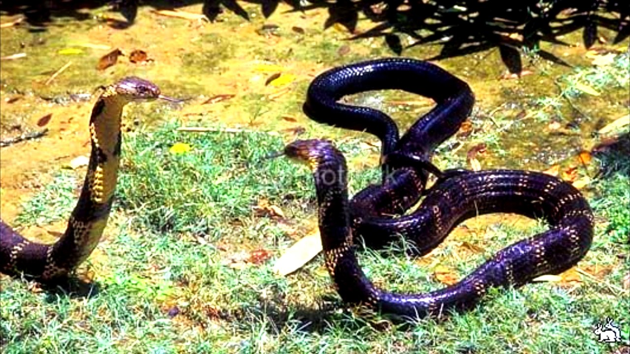 SNAKES - 3 PART