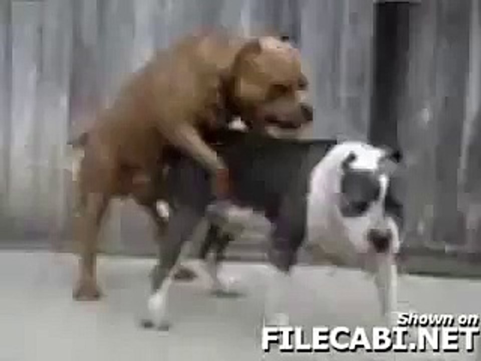 pitbull breeding -