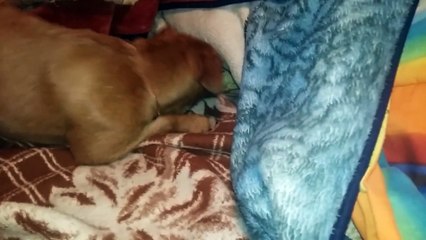 Dog digs and buries her treat in blankets