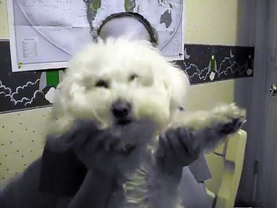 Bichon Frise, Snow being grumpy