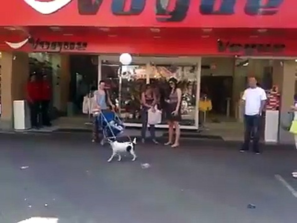 perro jugando con un globo