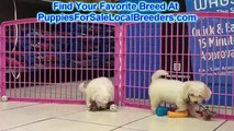 Bichon Frise Puppies For Sale Local Breeders