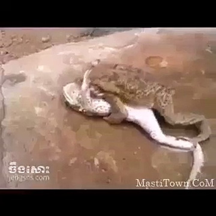 funny cats