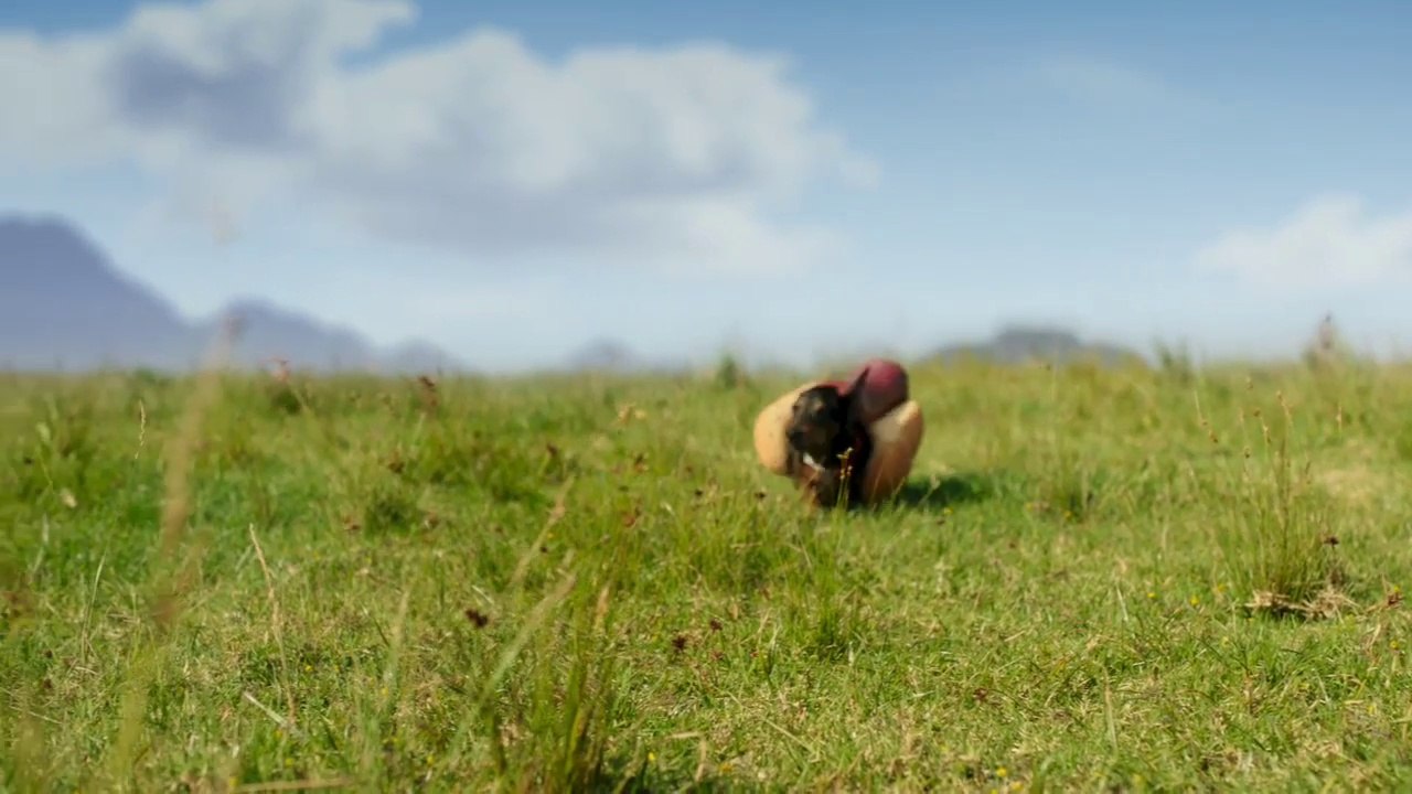 Dogs running dressed as Hot Dogs is the new Heinz Ketchup Super Bowl 50