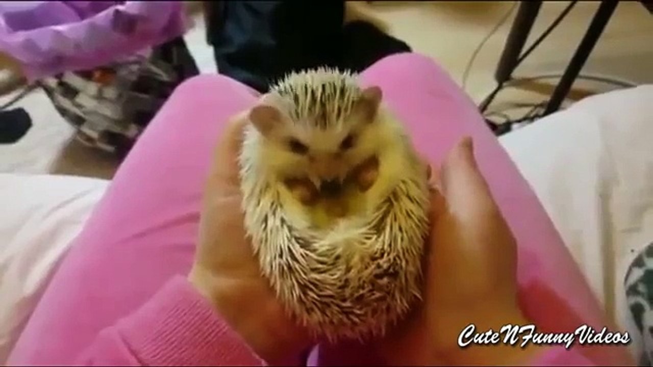 Колючие истории. Смешные домашние ёжики