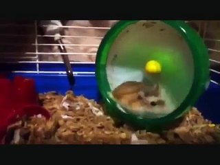 Космонавт марафонец. Смешной хомяк в колесе