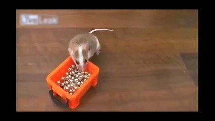 Крыска наряжает ёлку. Прикольная крыса