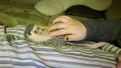 Маленький ежонок. Смешной ёжик