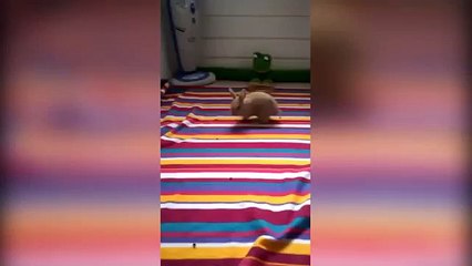 Меховое счастье. Смешные домашние кролики