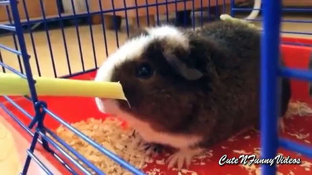 Милые морские свинки. Прикольные домашние морские свинки