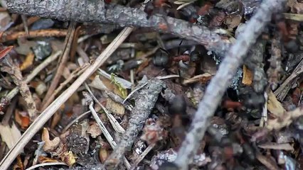 Муравьиный хаос. Забавные муравьи