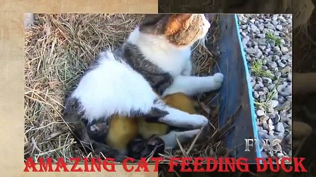 Необычная дружба. Смешные кошки и утята