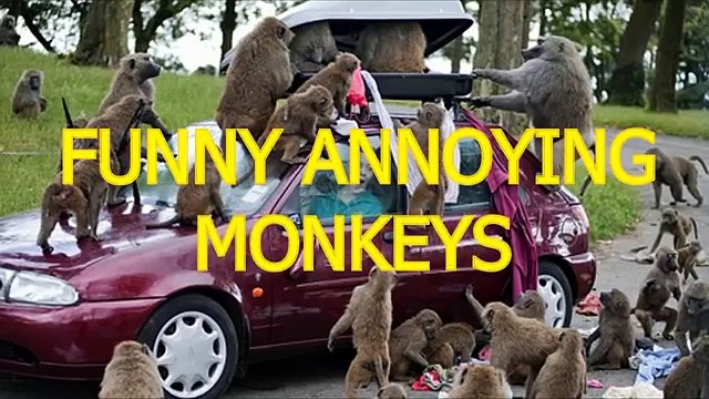 Обезьяны развлекаются. Смешные обезьяны