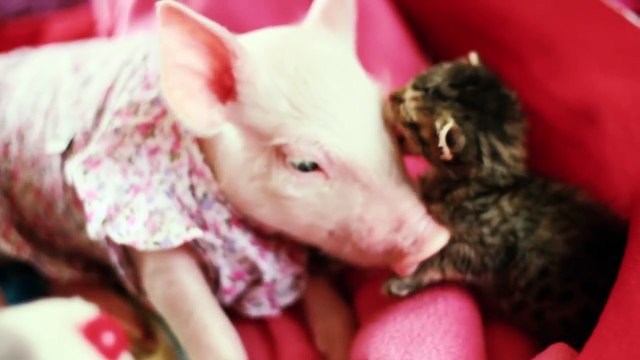 Un cochon et un chaton se font des calins