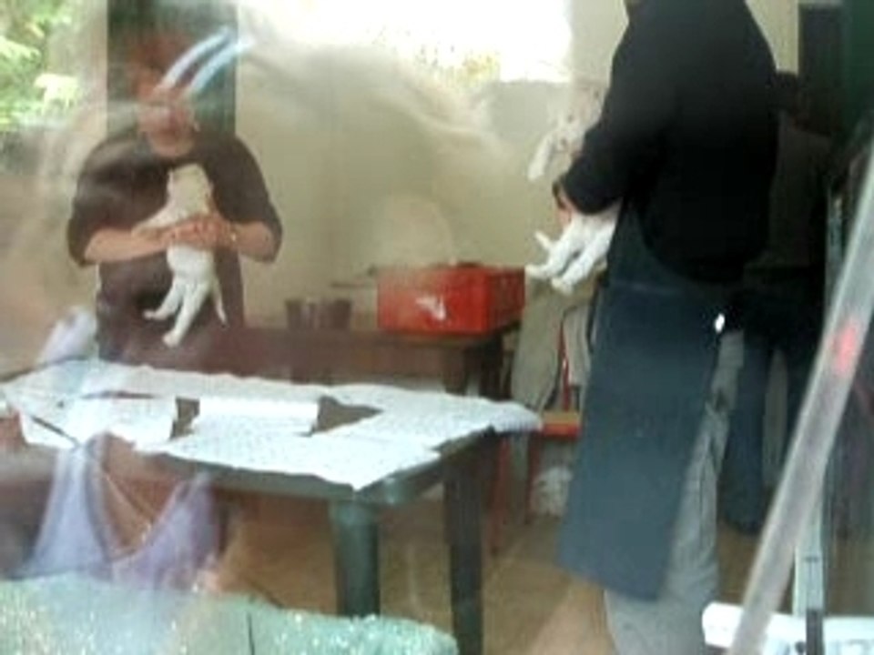 bébés lions blancs- jurques