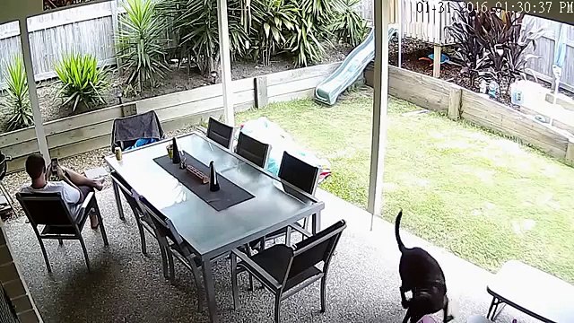 Brown snake pacific pines gold coast (720p Full HD)