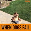 When dogs fail ... yetenekli köpek videoları izle
