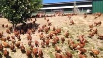 Un allevatore filma i suoi polli ruspanti... MAGNIFICO ciò che accade!