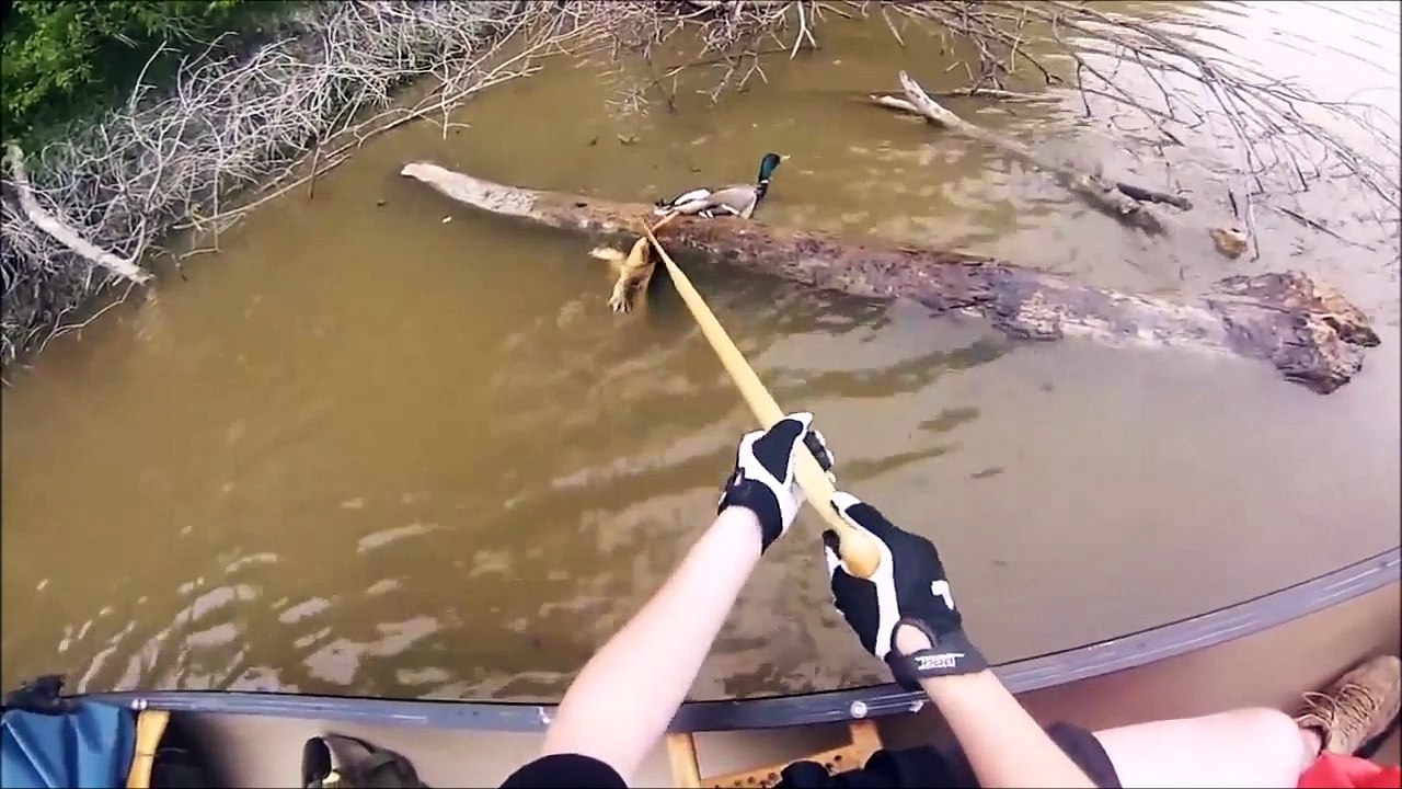 Un couple de Kayakiste sauve un canard sur le point d'etre mangé par une tortue