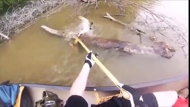 Kayaker saves duck about to be eaten by hungry turtle