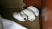 Two Week Old Puppies - Zuchon - (Bichon Frise / Shih Tzu / Lhasa Apso Hybrids)