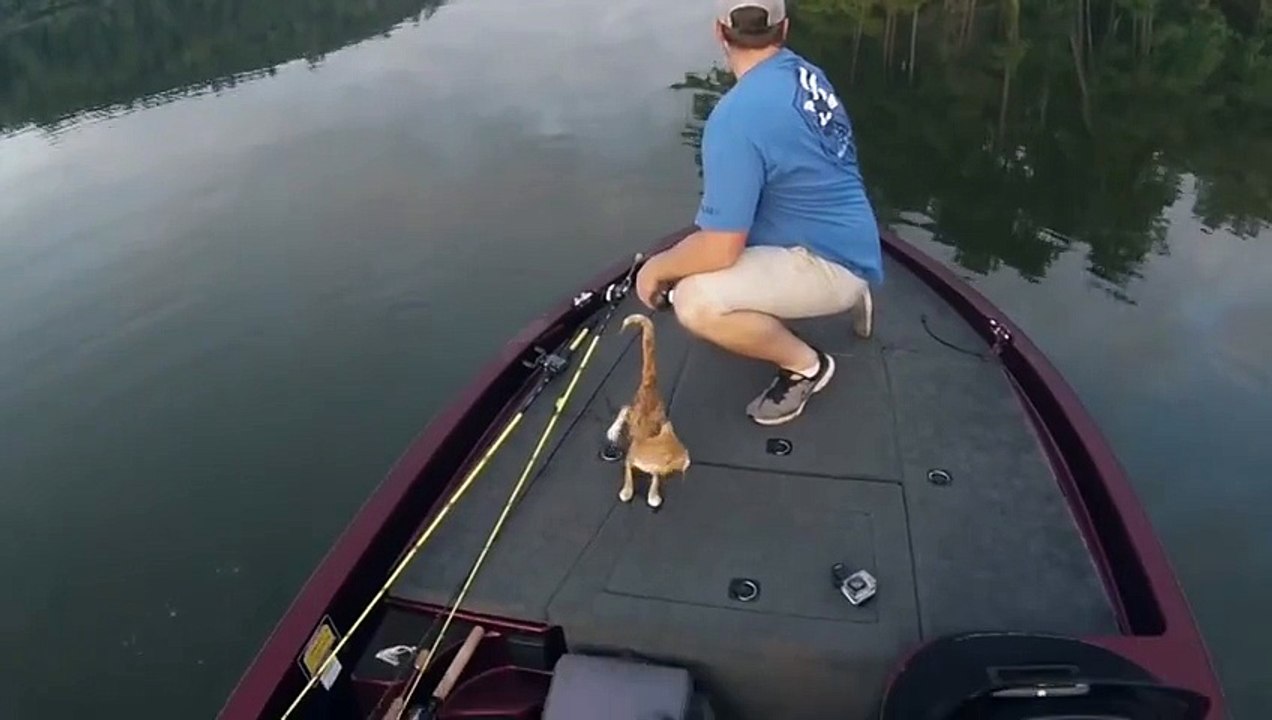 Водоплавающие котейки.
