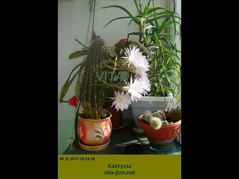 Уход за кактусами, кактусы уход, цветущие кактусы