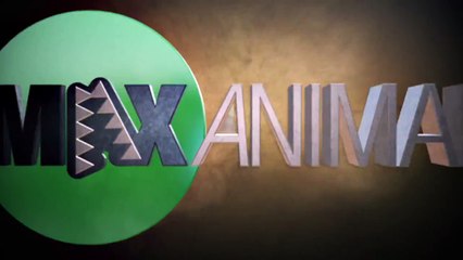 Buffalo Catapults Attacking Lion To Save Calf