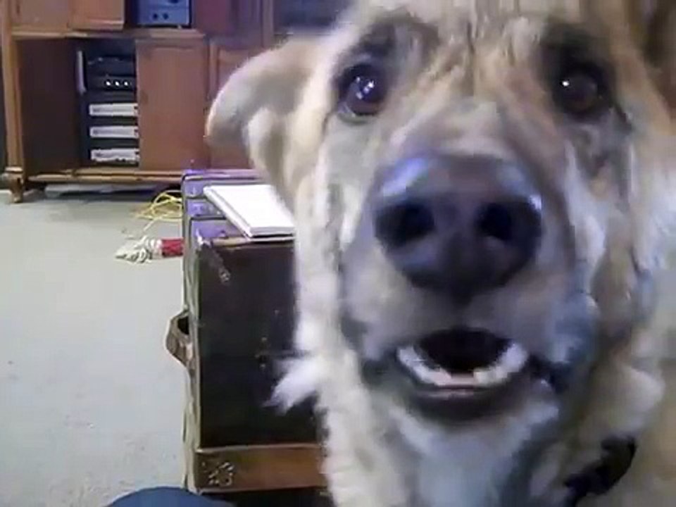 Guy Tells His Dog That He Ate All The Bacon. His Dog’s Reaction Will Leave You Laughing video