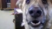 Guy Tells His Dog That He Ate All The Bacon. His Dog’s Reaction Will Leave You Laughing