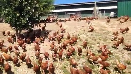 Un allevatore filma i suoi polli ruspanti, quello che accade ogni mattina è MAGNIFICO