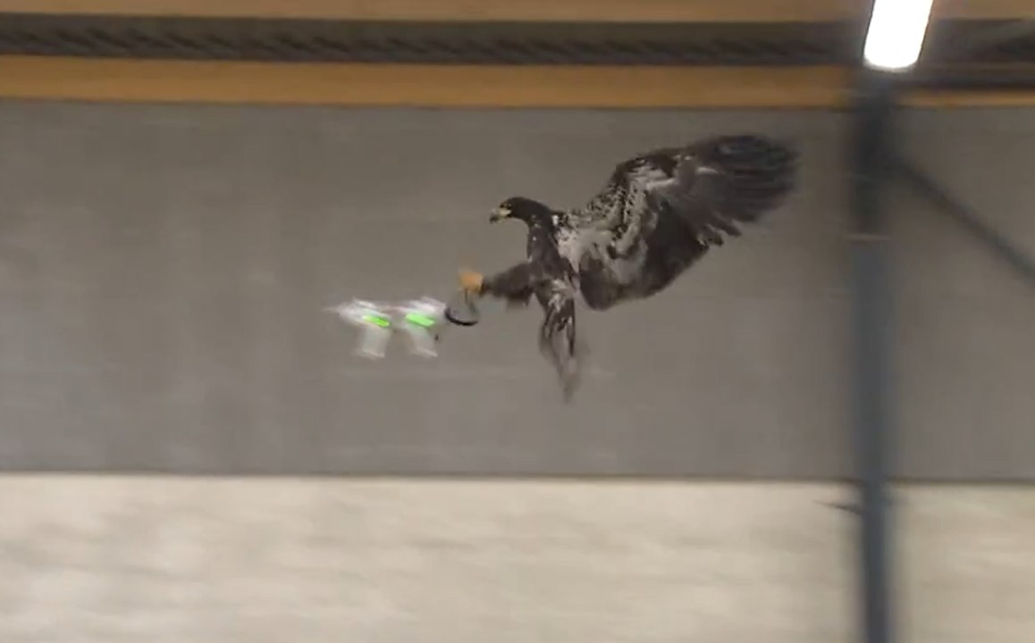Des rapaces pour abattre les drones