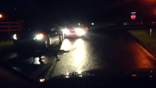 Gator stops traffic, because Florida