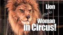 Crud it's Real! Lions Attack Trainers - Strangest Circus Behavior!