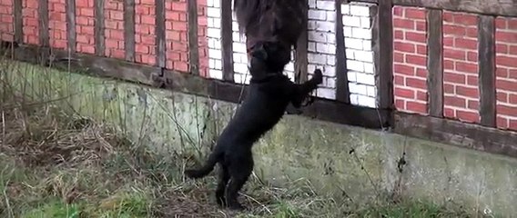 L’amicizia Tra Questi Due Animali Ha Incantato Migliaia Di Persone