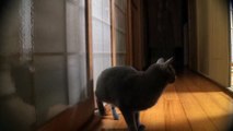 Ïðèêîë! Ðæà÷íûé êîò ñòó÷èò â äâåðè  Funny cat knocks on the door
