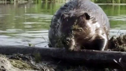 The Nature Of Things S53e17 Wild Canada Part Three The Heartland Cldd