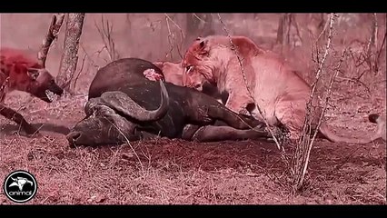 Hyenas attacked a group of lions and the most unexpected thing happened