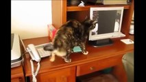 Funny Videos - Funny Cats - Funny Animals - Funny Dogs - Funny Cats Compilation
