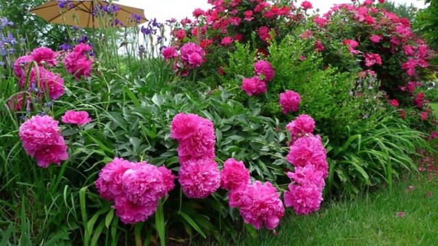 Пионы достойное украшение вашего сада. Пионы фото