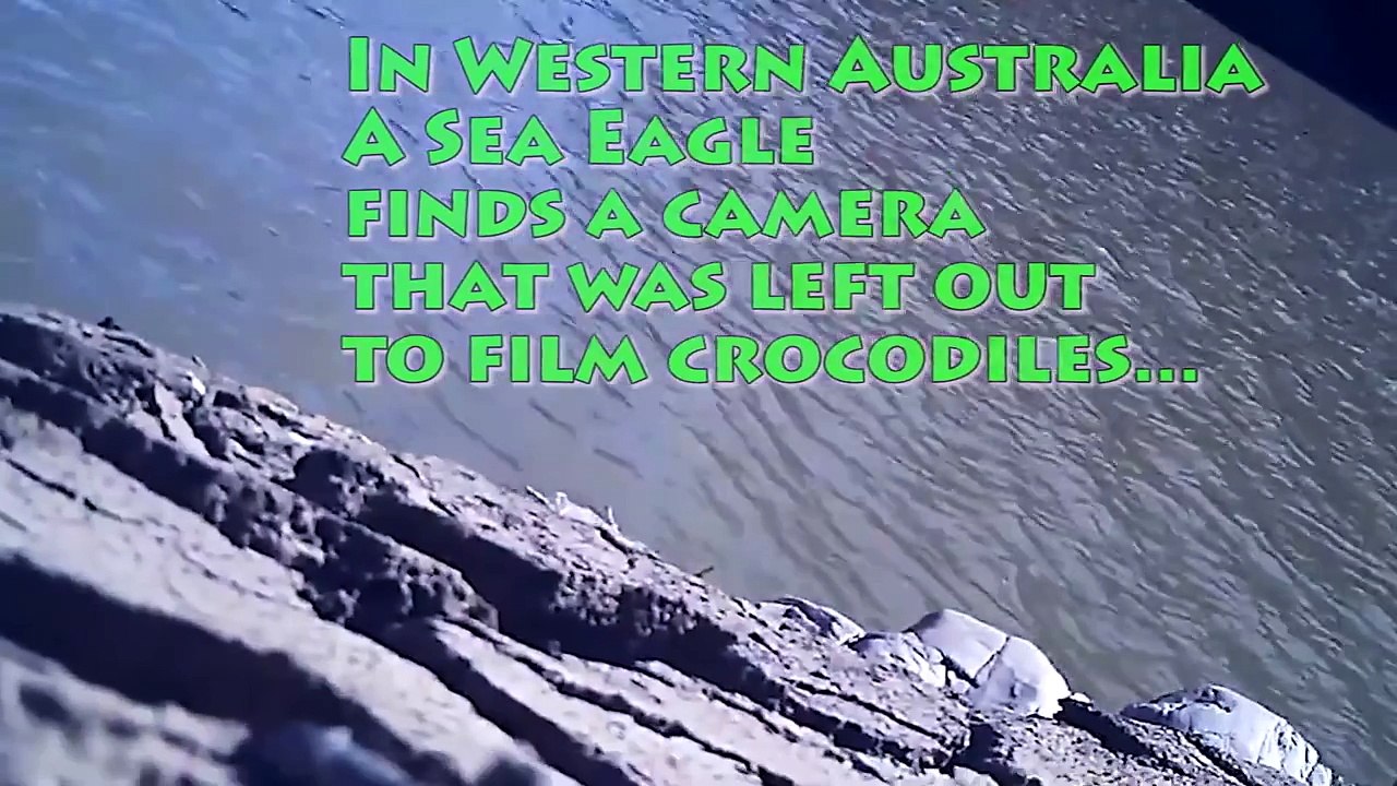 Eagle Steals GoPro and Takes a Selfie on a Mountain