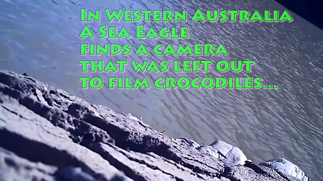 Eagle Steals GoPro and Takes a Selfie on a Mountain