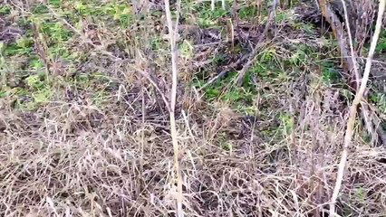 JANUARY 30, 2016 Shed hunting! Day of dead heads!