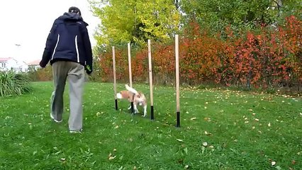 Clickertraining weaves